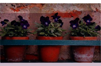 Fallen Fruits Printed Flower Pots Doormat.